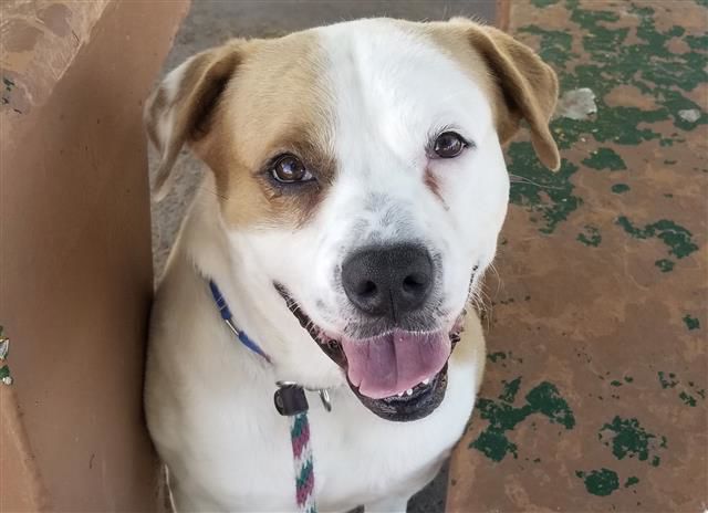 Adopt a friend: Cyrus